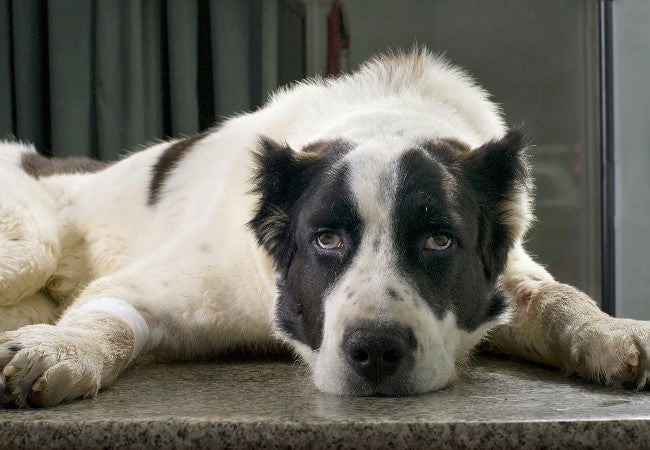Hereditary Myopathy in Labrador Retrievers: 2025 Vet Guide to Non‑Inflammatory Muscle Disease 🩺🐾