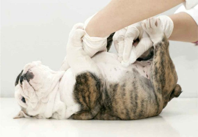 Hernias in Puppies 2025: Vet Reviewed Guide to Types, Diagnosis, Treatment & Care 🐶
