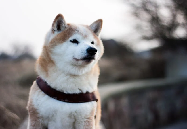 Hokkaido Dog 2025 Guide: Temperament, Care & Training 🐶