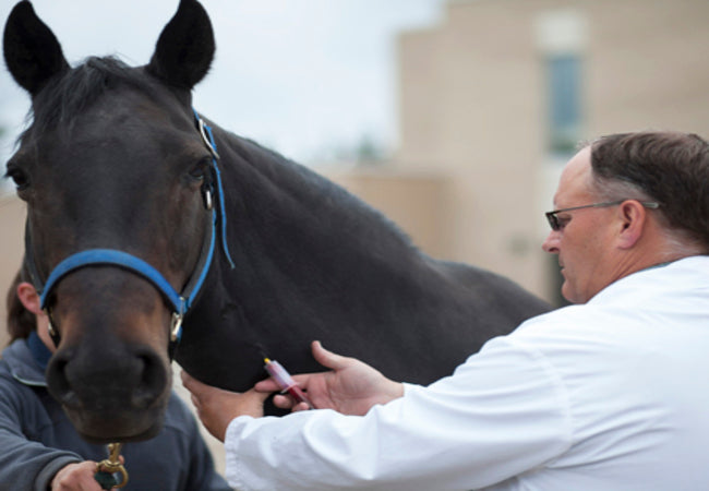 Horse Coggins Test 2025: Vet Guide🩺🐎 – Ask A Vet