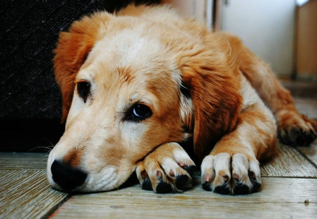 Hot Spots in Dogs 2025: Causes, Treatment, Prevention & Home Care Tips from a Vet 🐾