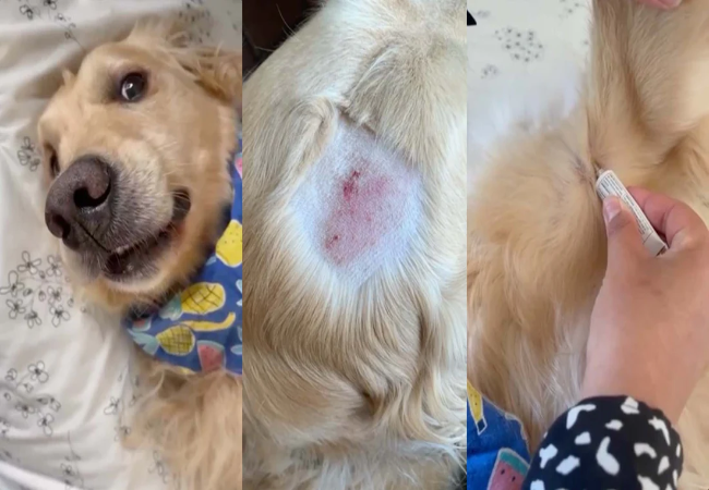 Hot Spots on Dogs
