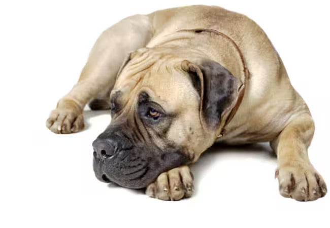 Senior Dog Behavior in 2025: Vet-Approved Aging Signs & Care 🐾