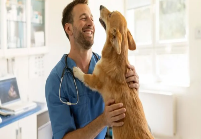 How Dog Behavior Changes with Age in 2025: Vet‑Guided Support for Senior Dogs 🐾🧠