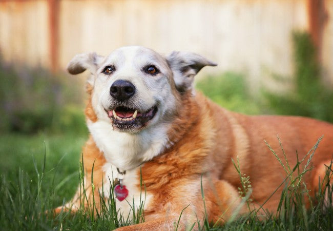 How Dogs Age 2025: Vet Reviewed Life Stage Guide from Puppy to Senior 🐶