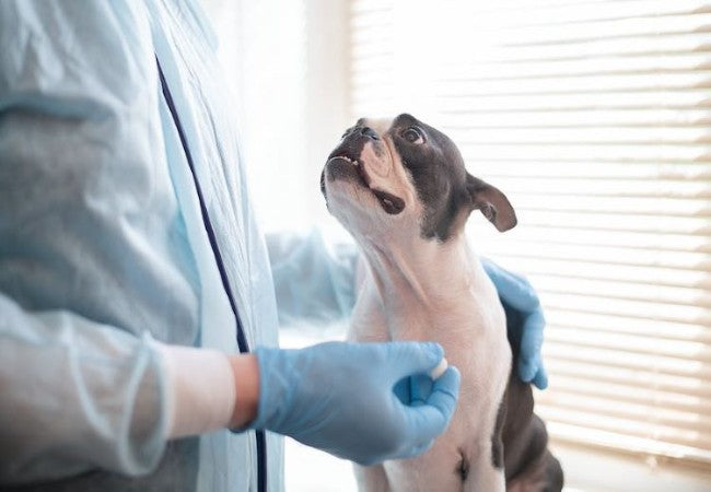 How Dogs Get Heartworm Disease: Vet‑Approved Guide for 2025 🩺🐶
