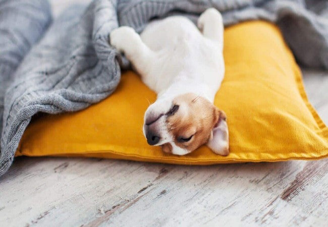 How Many Hours Do Dogs Sleep a Day? Vet Approved 2025 Guide 🩺🐶
