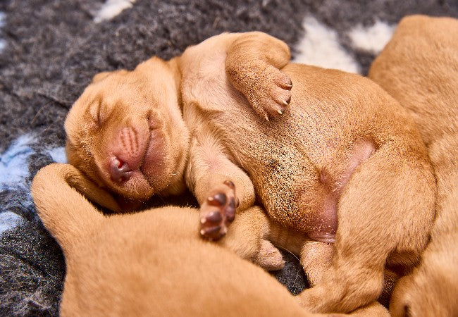 How Many Puppies Can a Dog Have? A Vet Approved Guide for 2025 🩺🐶