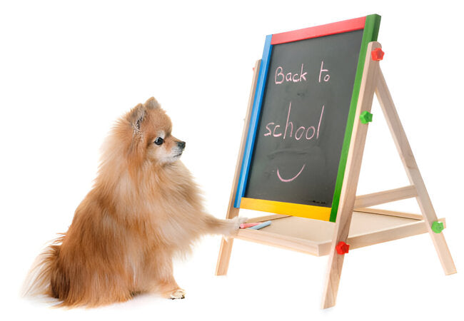 Canine Vocabulary: 2025 Vet-Approved Guide to Dog Word Recognition 🐕🧠