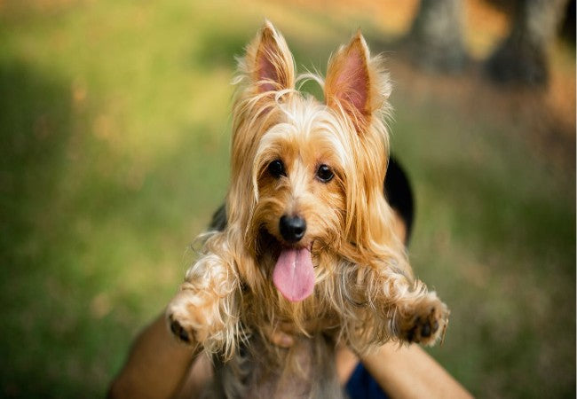 How Much of Your Dog’s Personality Comes From You? Vet‑Approved 2025 Guide👥🐶