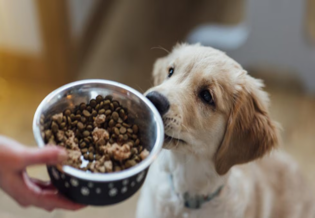 How Much to Feed a Puppy 2025: Vet Approved Portions & Growth Guide 🍼