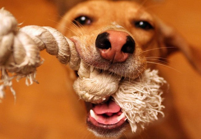 How NOT to Bore Your Pet: A Vet Approved Guide to Preventing Pet Boredom in 2025 🐶🐱