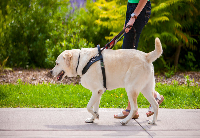 How No‑Pull Dog Harnesses Work in 2025 – Vet‑Approved Guide 🐶🛡️