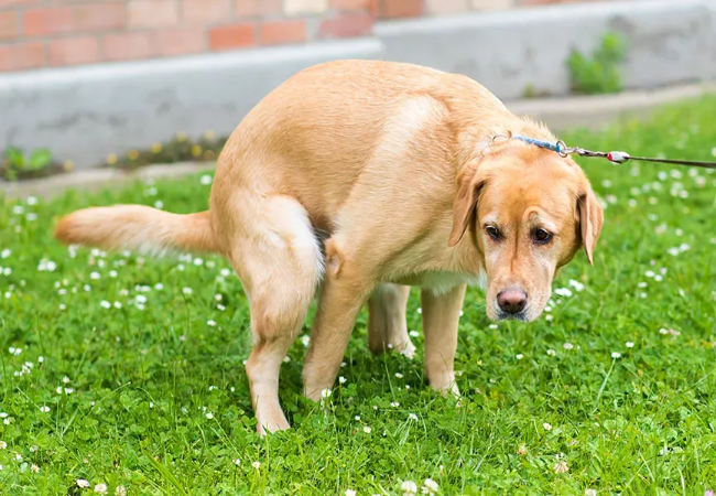 How Often Do Puppies Poop 2025: Vet Reviewed Guide 🐾💩