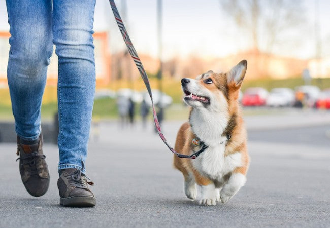 How Often Should You Walk Your Dog? Vet-Advised Frequency Tips for 2025 🩺🐶