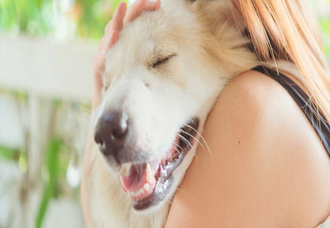 How Pets Improve Our Heart Health: Vet-Backed Guide for 2025🩺🐶