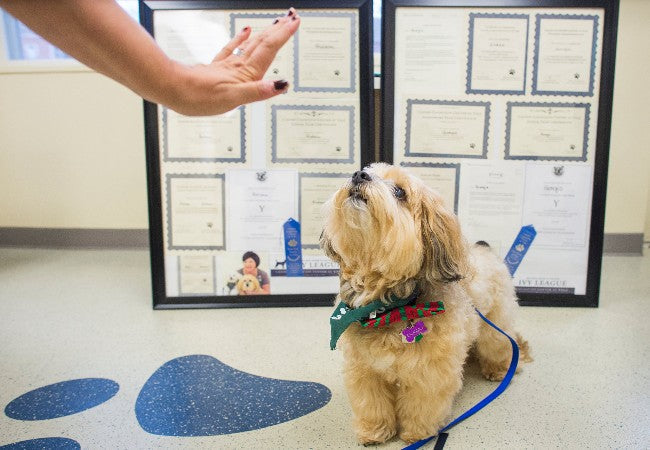 How Smart Are Dogs? A Vet’s Insight into Canine Intelligence (2025) 🧠🐶