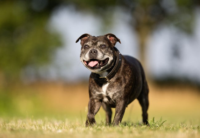 How a Dog Ages: Vet’s 2025 Guide to Canine Life Stages & Care Needs 🐶🕰️