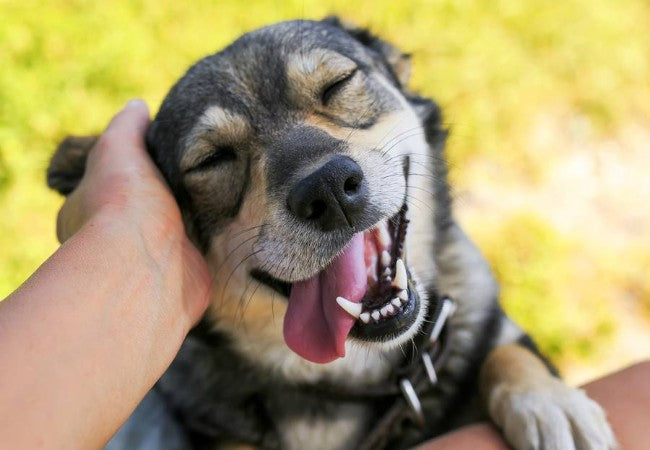 How to Approach a Dog Safely in 2025: Vet Tips on Consent, Body Language & Boundaries🐾