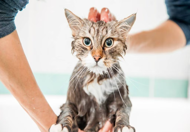 How to Bathe a Cat 2025: Vet Approved Guide Without Getting Scratched 🐱✨