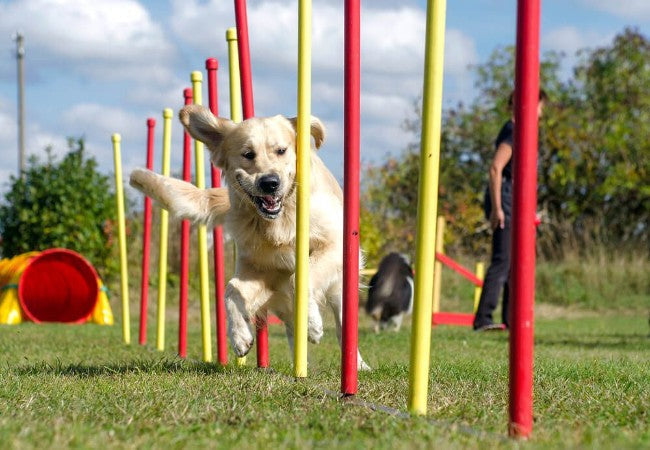 How to Become a Professional Dog Trainer in 2025: A Vet Approved Guide 🐶🐾