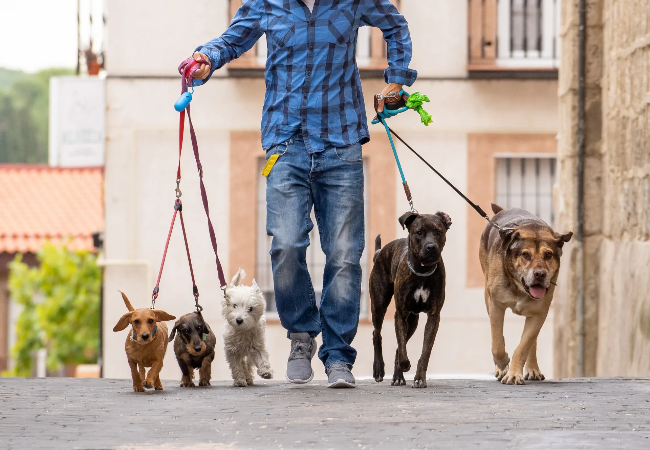 How to Become a Pet Sitter or Dog Walker: 2025 Vet Guide 🐶🐾