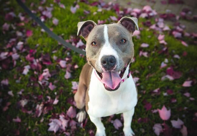 How to Calculate Your Dog’s Healthy Weight in 2025: A Vet’s Guide ⚖️🐾