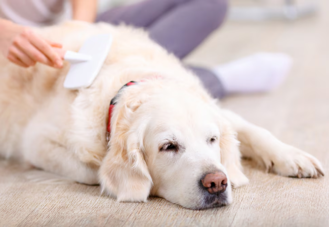 How to Calm Your Dog Naturally (2025): Vet‑Approved Tips for a Happy, Balanced Pup 🌿🐶