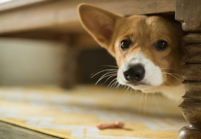 How to Calm Your Dog Naturally in 2025: Vet Approved Techniques & Tips🐾