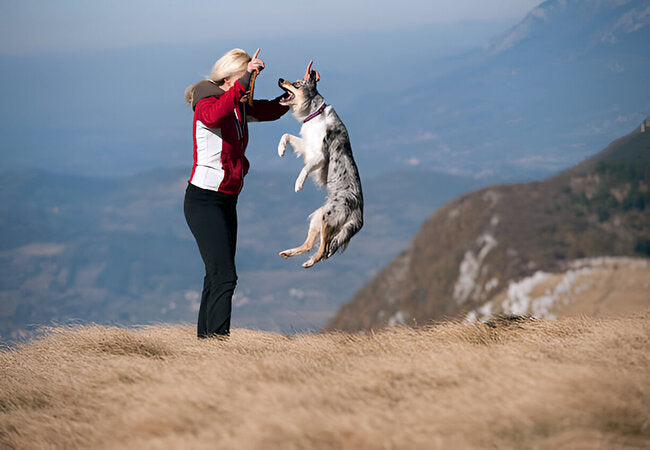 How to Calm a High-Energy Dog — Vet Guide 2025 ✅🐾