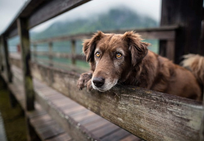 How to Care for a Senior Dog Vets 2025 Guide to Golden Year Care 🐕‍🦺❤️