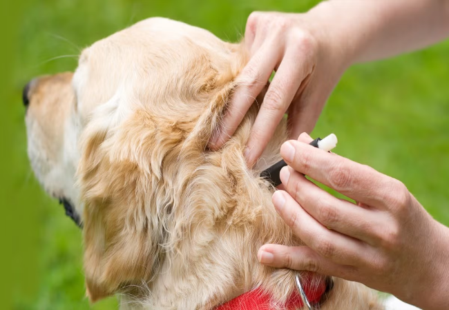 How to Check Your Dog for Ticks: Vet Approved Guide for 2025 🩺🐶