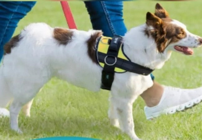 How to Choose and Fit a No-Pull Dog Harness: A Vet Approved 2025 Guide 🐶🐾