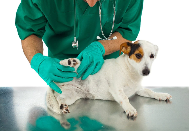 How to Choose the Right Veterinarian in 2025: A Smart Pet Parent’s Guide 🐾🩺