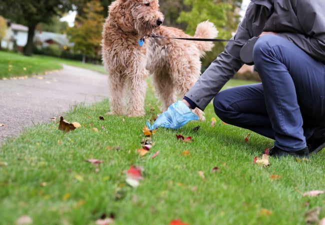 How to Clean Up Your Dog’s Poop – 2025 Vet Guide 💩🐶