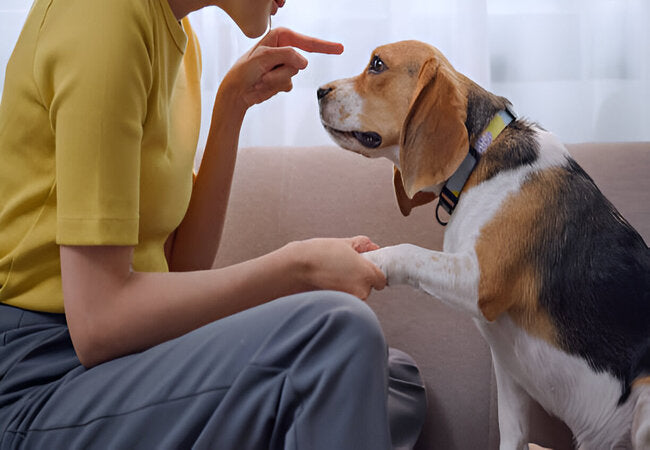 How to Desensitize Your Pet to Triggers — Vet Guide 2025 ✅🐾