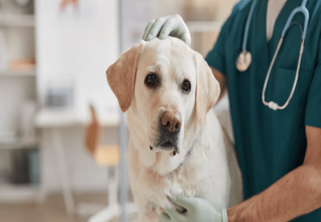 How to Handle Fleas on Dogs – Vet Approved Prevention & Treatment Tips 2025 🐜🐶