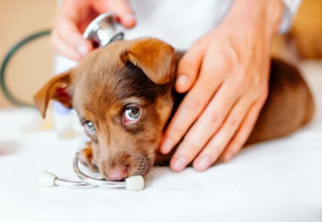Puppy’s First Vet Visit