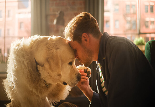 How to Heal an Emotionally Traumatized Pet—Vet Guide 2025 🐾