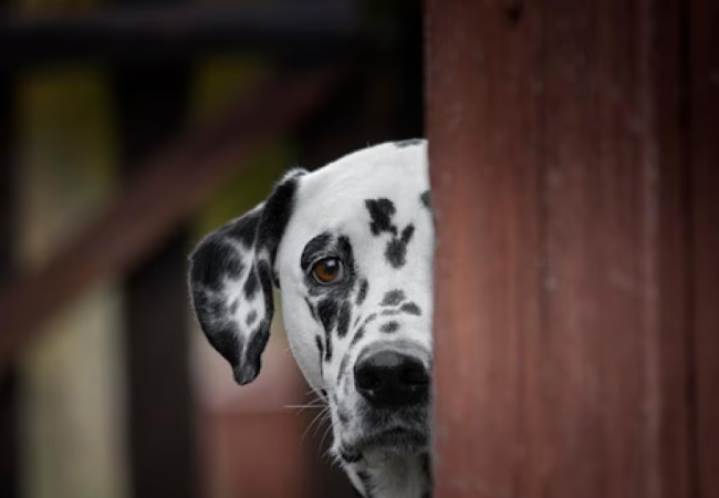 How to Help a Traumatized Dog – Vet-Approved Strategies 2025 🐶🐾