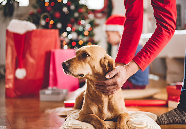How to Keep Pets Safe During Holiday Gatherings in 2025 – Vet‑Approved Guide for Festive Families 🎄🐾