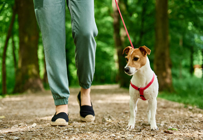 Leash Training Dogs: 2025 Vet-Approved Guide to Polite Walking 🐕🦮