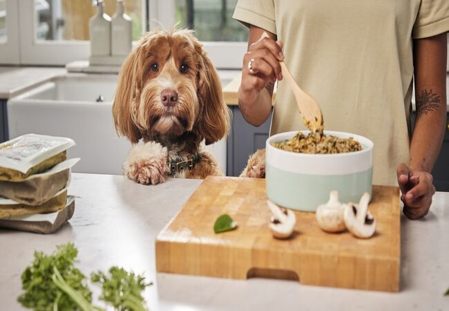 How to Make Sure Your Homemade Dog Food Delivers the Right Nutrients in 2025 🏡🥘🐶
