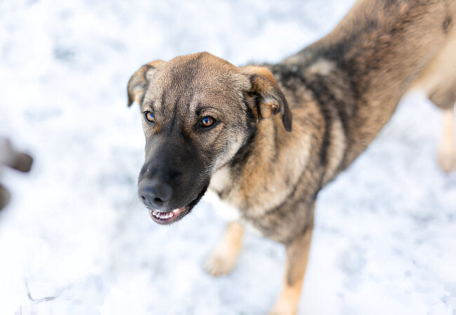 How to Manage Clingy Dog Behavior in 2025 – Vet‑Approved Guide for Velcro Dogs 🐶❤️