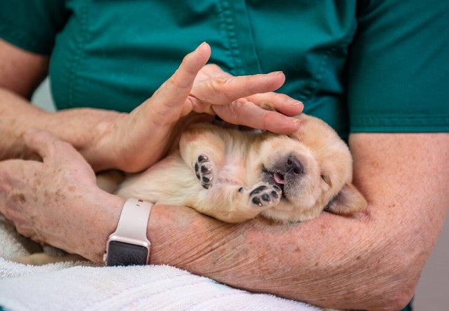 How to Pet a Dog Properly 2025: Vet Tips on Consent, Spots & Bonding 🐾