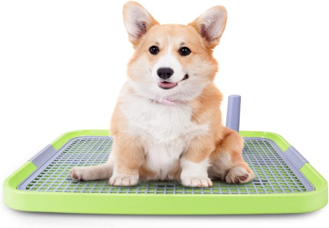 How to Potty Train a Puppy: Step-by-Step Vet-Approved Guide for 2025🐾 🐶