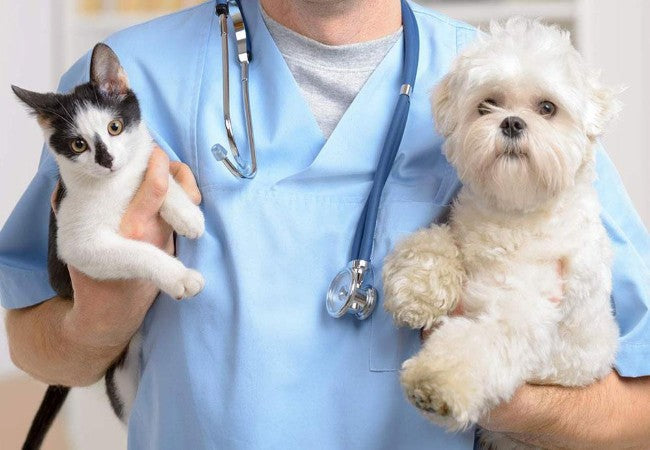 How to Properly Pick a Puppy or Kitten 2025: Vet Reviewed 🐶🐱