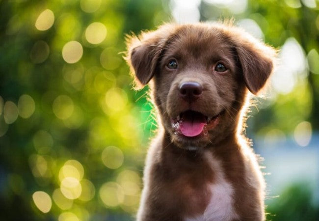 How to Read Your Dog’s Body Language in 2025: A Vet’s Guide to Understanding Emotions & Signals🐾