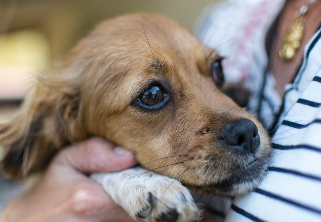 How to Reduce Anxiety in a New Puppy (2025): Vet-Approved Strategies 🐶💙