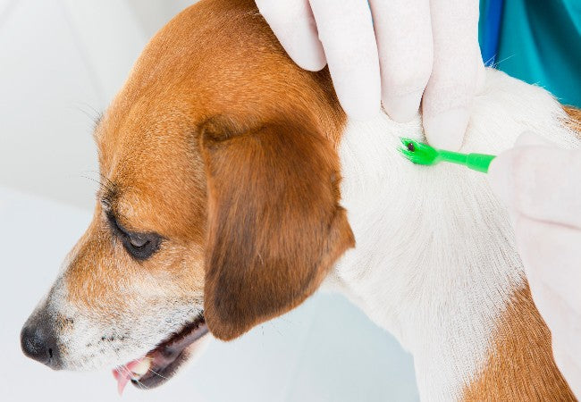 How to Remove a Tick from Your Dog – Safe Vet Approved Steps 2025 🐾